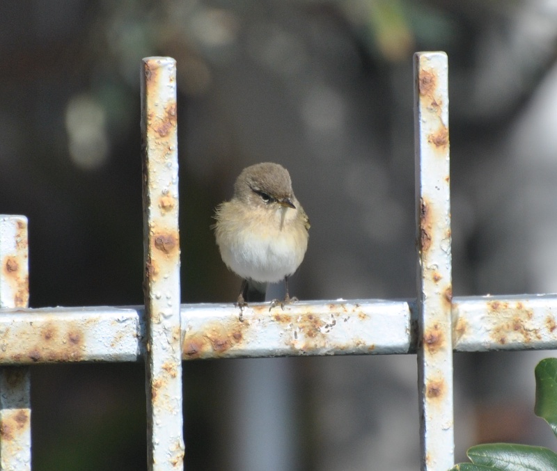 Lu piccolo / Phyllocopus collybita